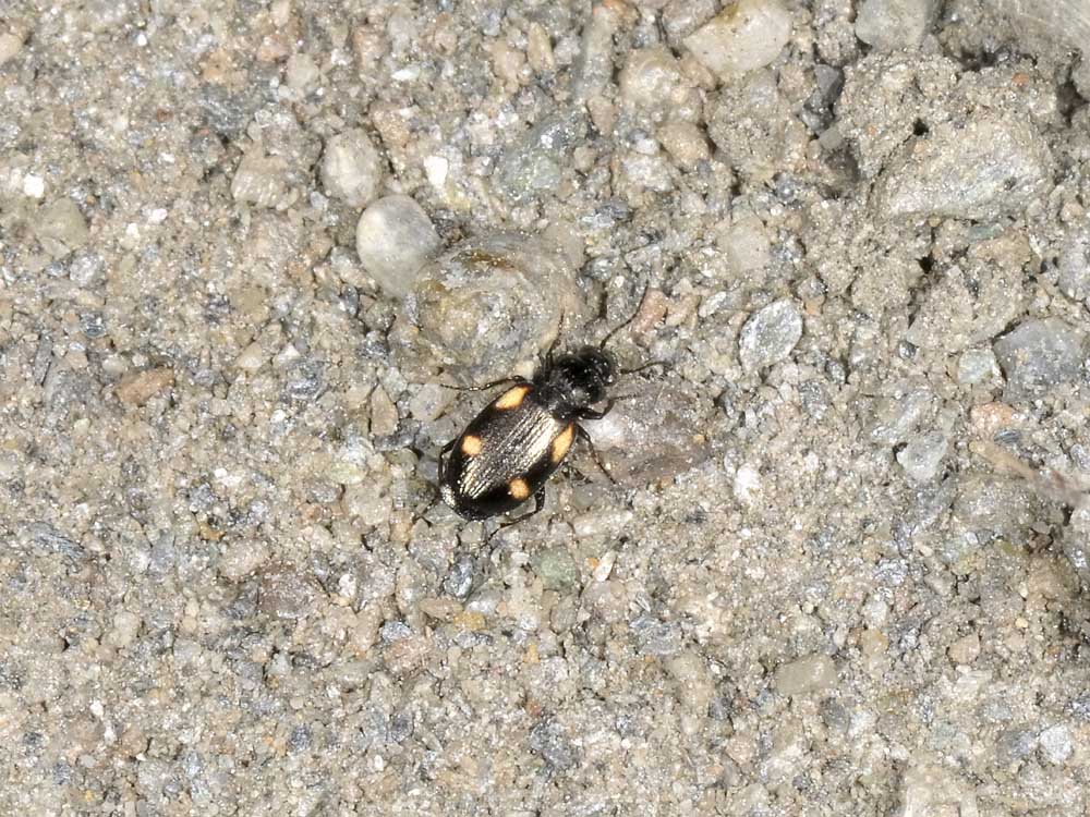 Lionychus quadrillum - (Carabidae)